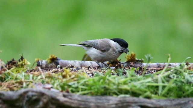 Marsh Tit - ML620781977