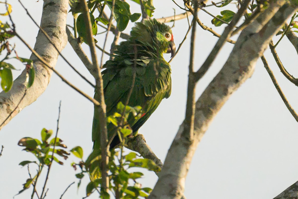 Red-lored Parrot - ML620781978