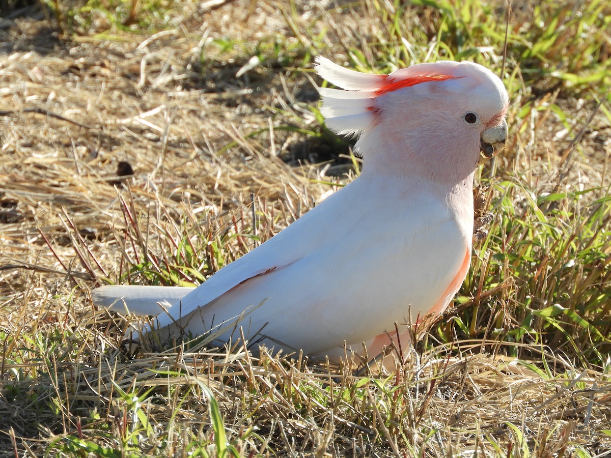 Pink Cockatoo - ML620781979