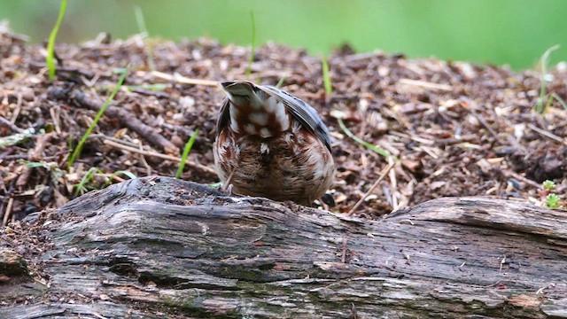 Eurasian Nuthatch - ML620781989