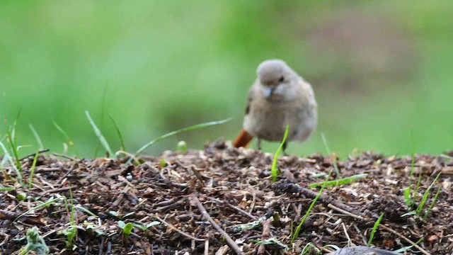 Common Redstart - ML620782000