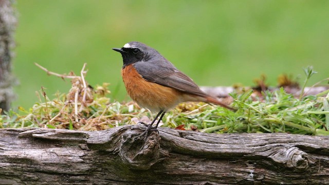 Common Redstart - ML620782005