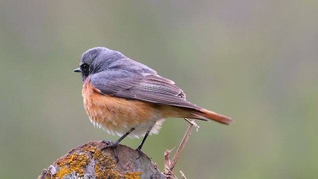 Common Redstart - ML620782006