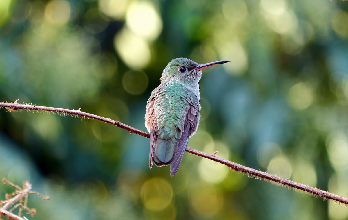 kolibřík skvrnitoprsý - ML620782007