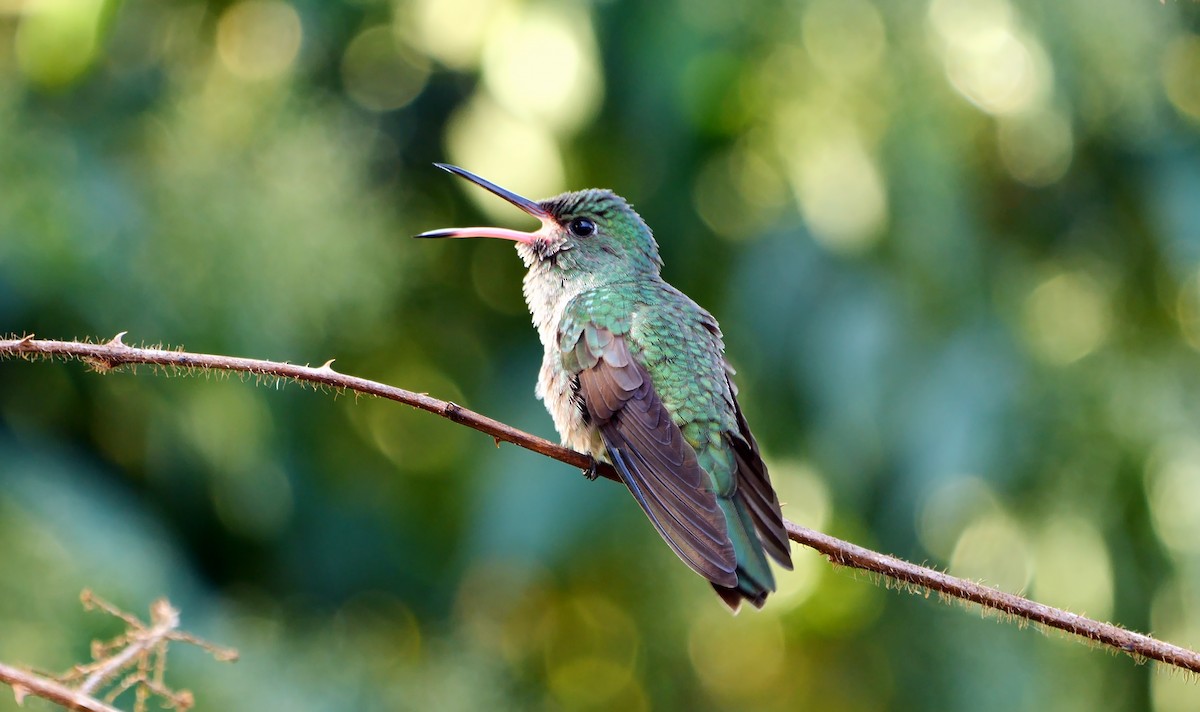 kolibřík skvrnitoprsý - ML620782009