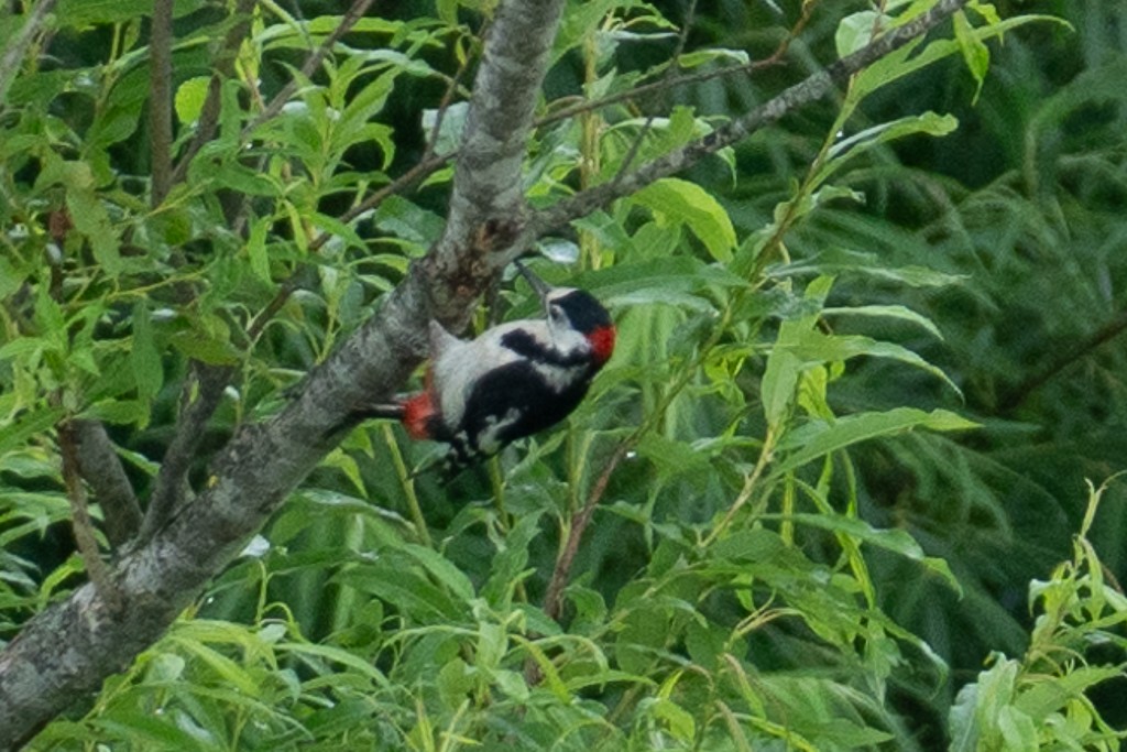 Great Spotted Woodpecker - ML620782011