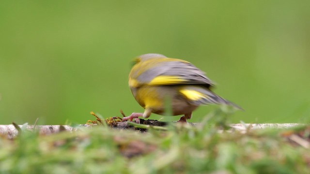 European Greenfinch - ML620782017