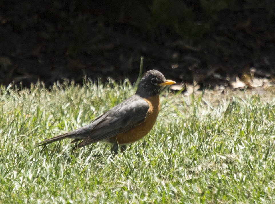 Zorzal Americano (grupo migratorius) - ML620782041