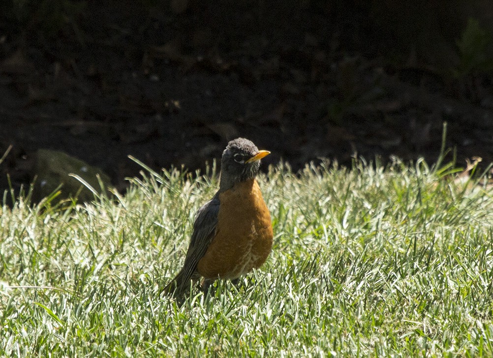 Zorzal Americano (grupo migratorius) - ML620782042