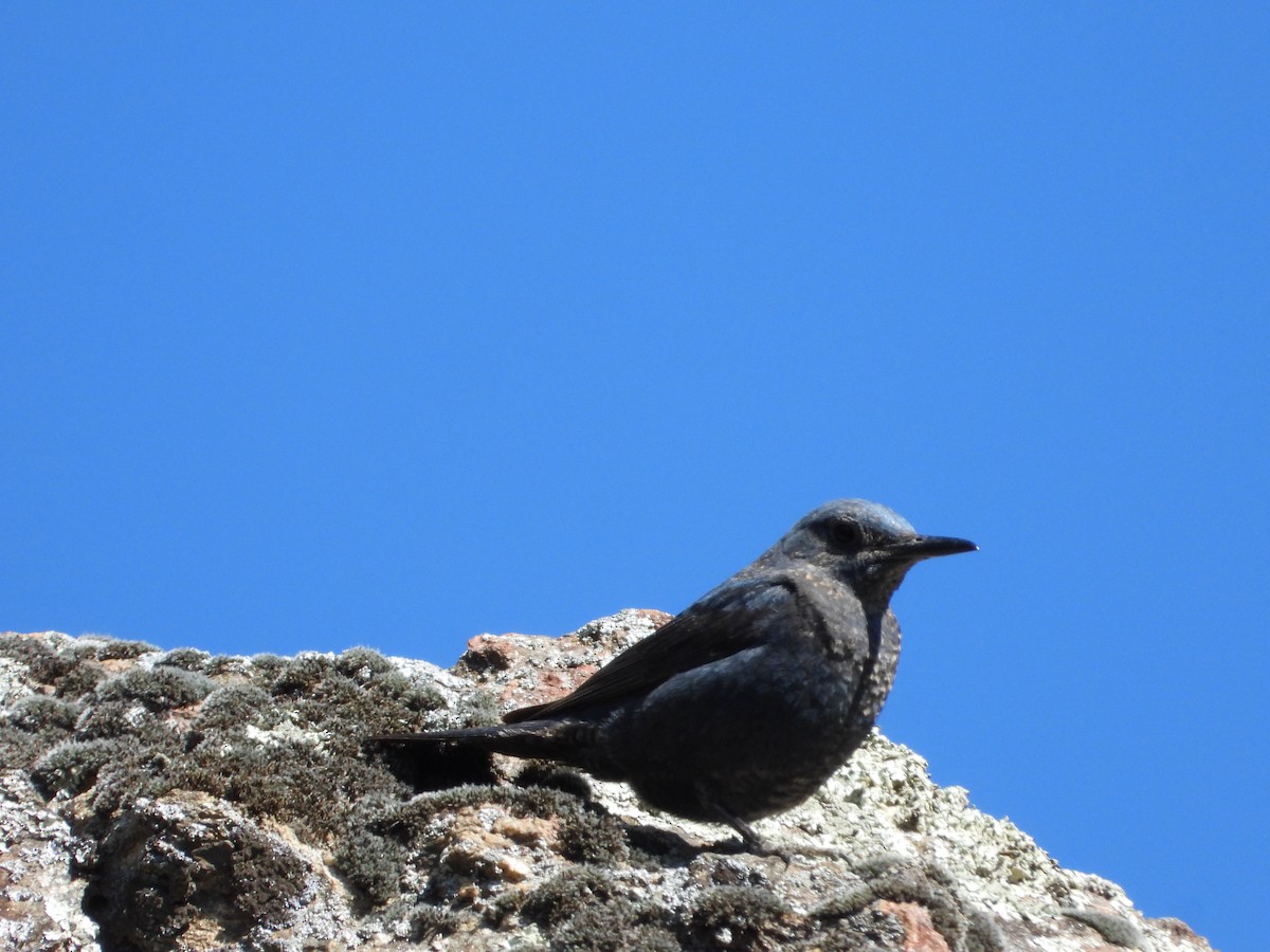 Blue Rock-Thrush - ML620782043