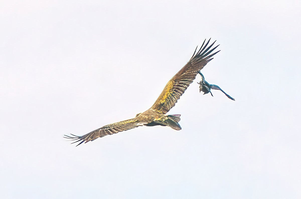 Wedge-tailed Eagle - ML620782044