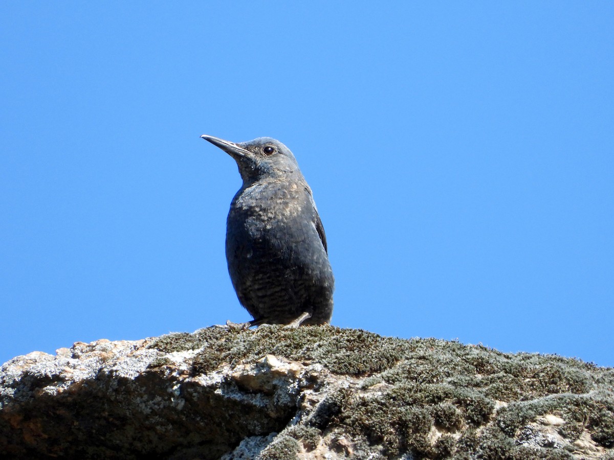 Blue Rock-Thrush - ML620782045