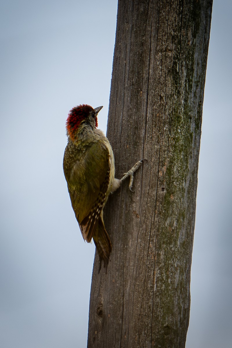 Iberian Green Woodpecker - ML620782077