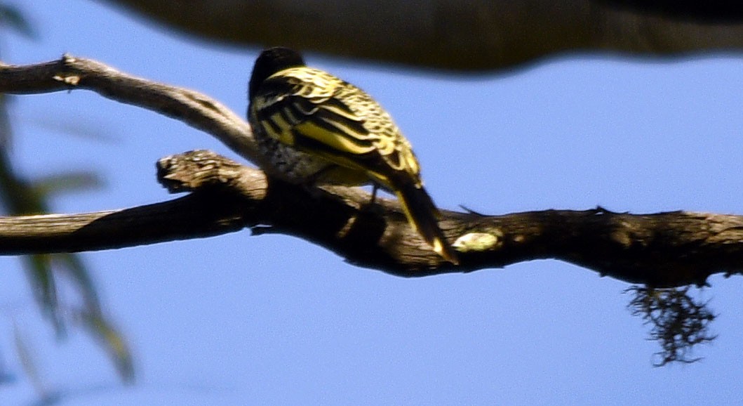 Regent Honeyeater - ML620782104