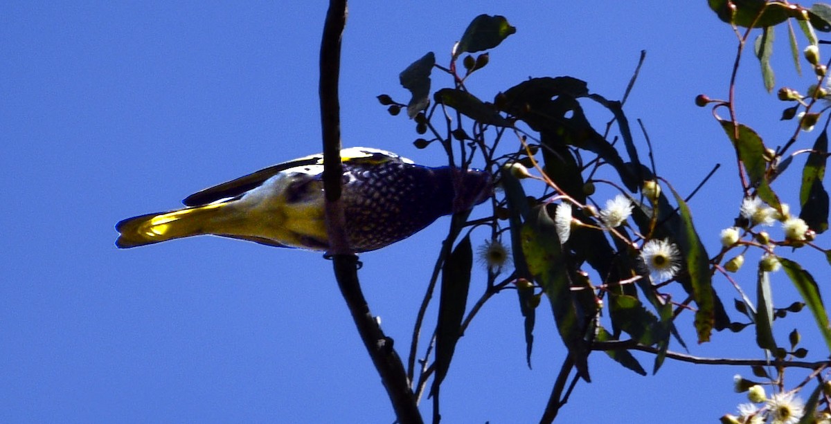 Regent Honeyeater - ML620782105