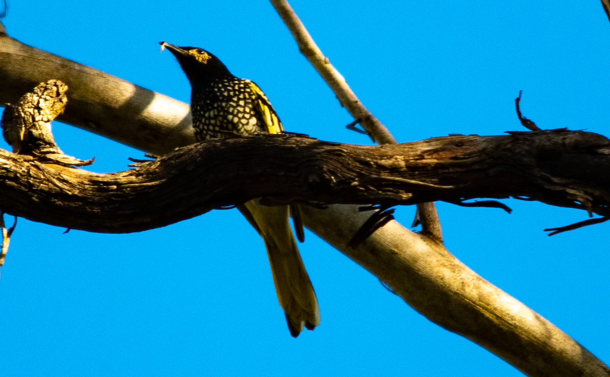 Regent Honeyeater - ML620782106