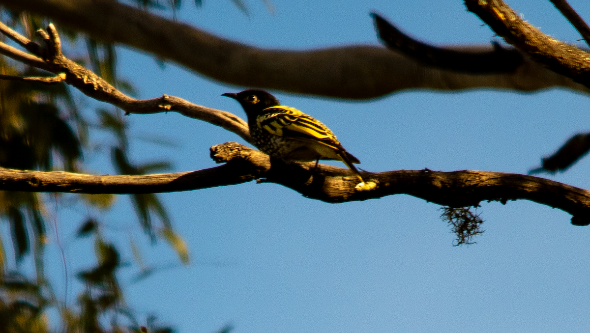 Regent Honeyeater - ML620782107