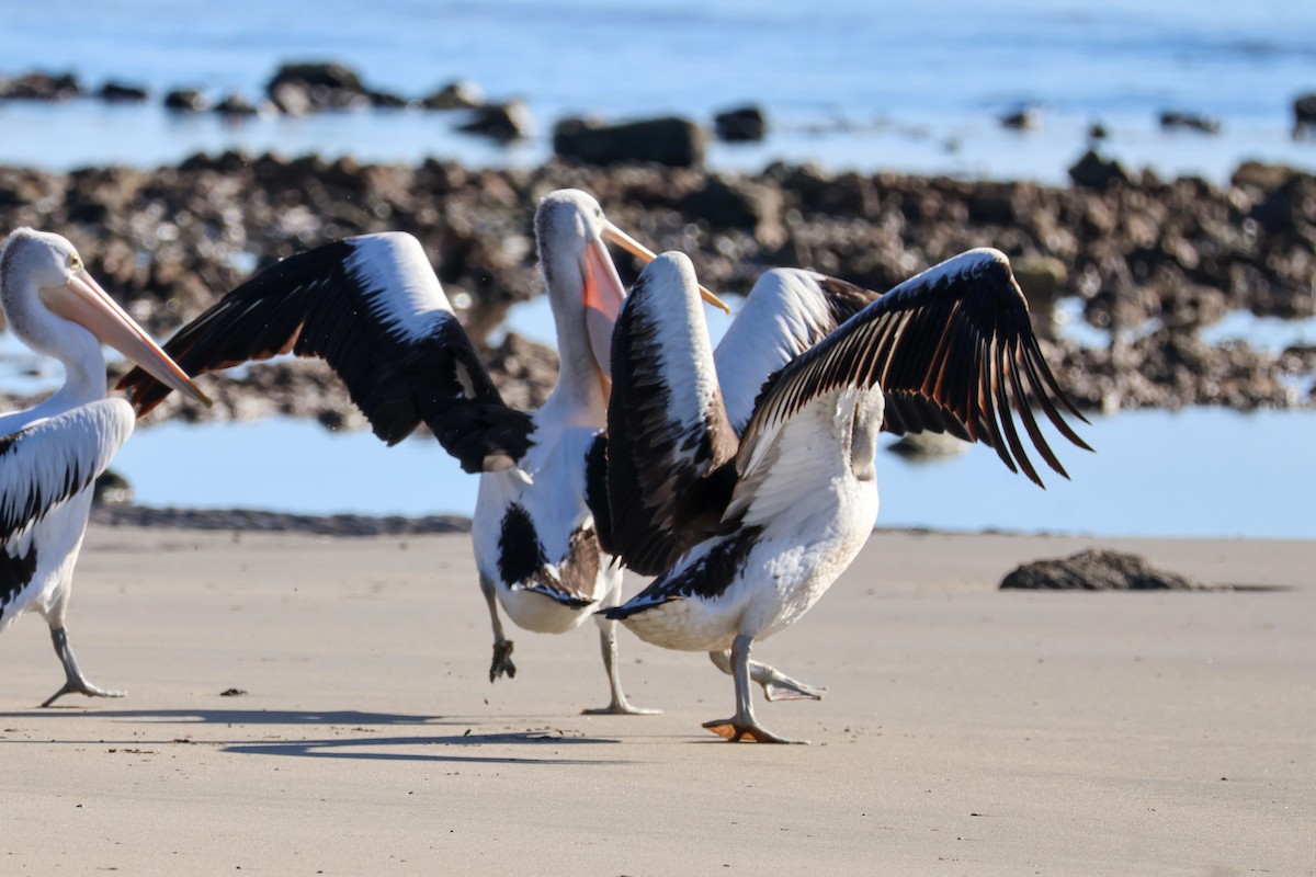 pelikán australský - ML620782111