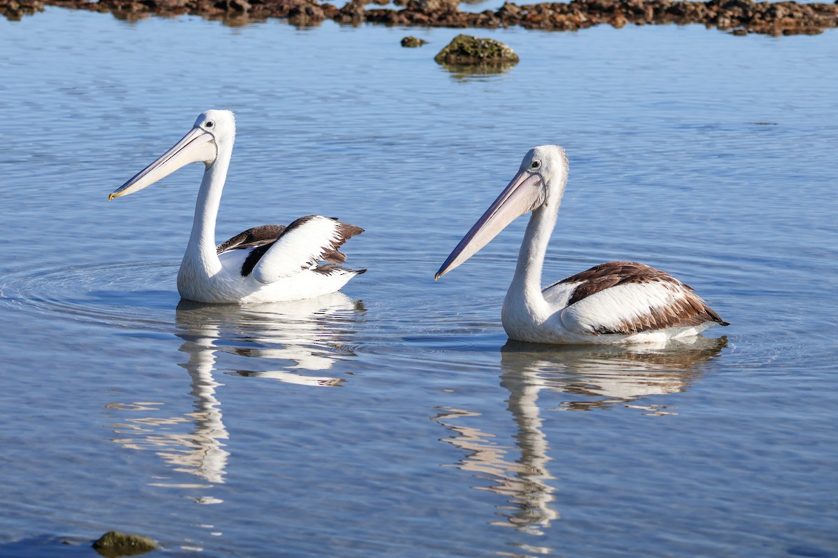 pelikán australský - ML620782112