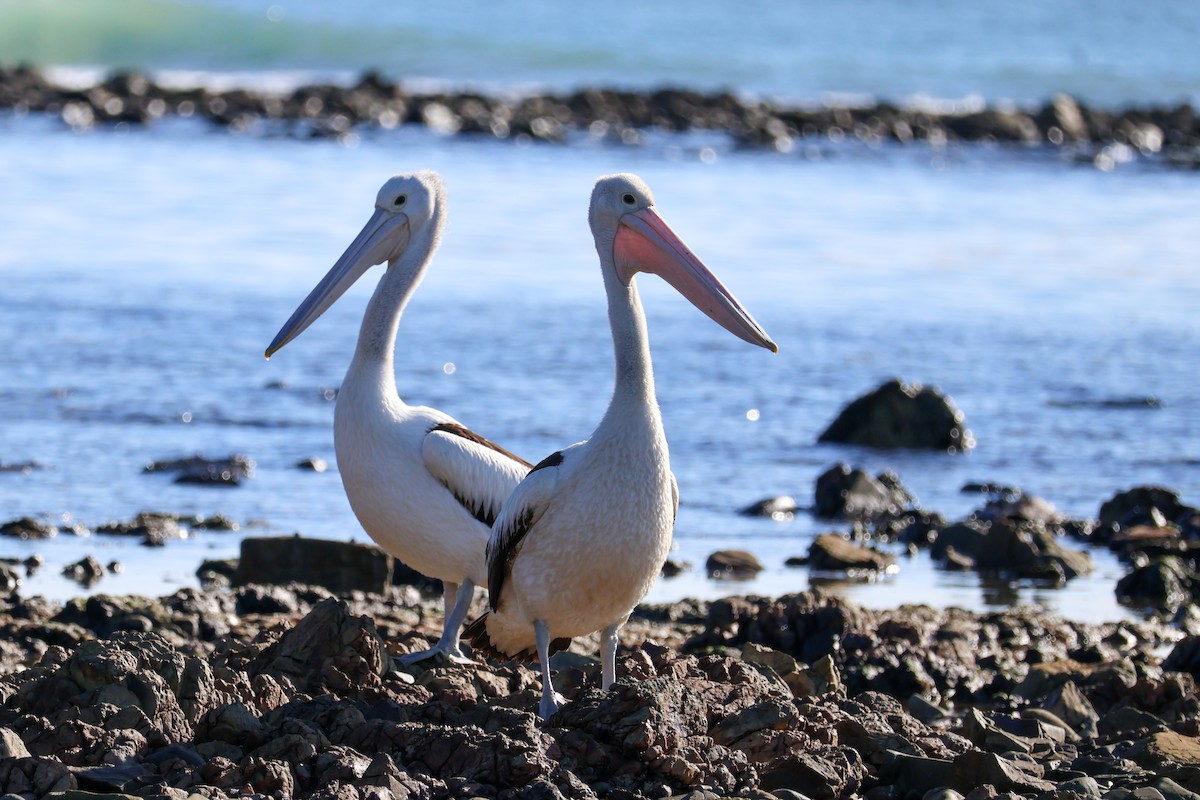 pelikán australský - ML620782113