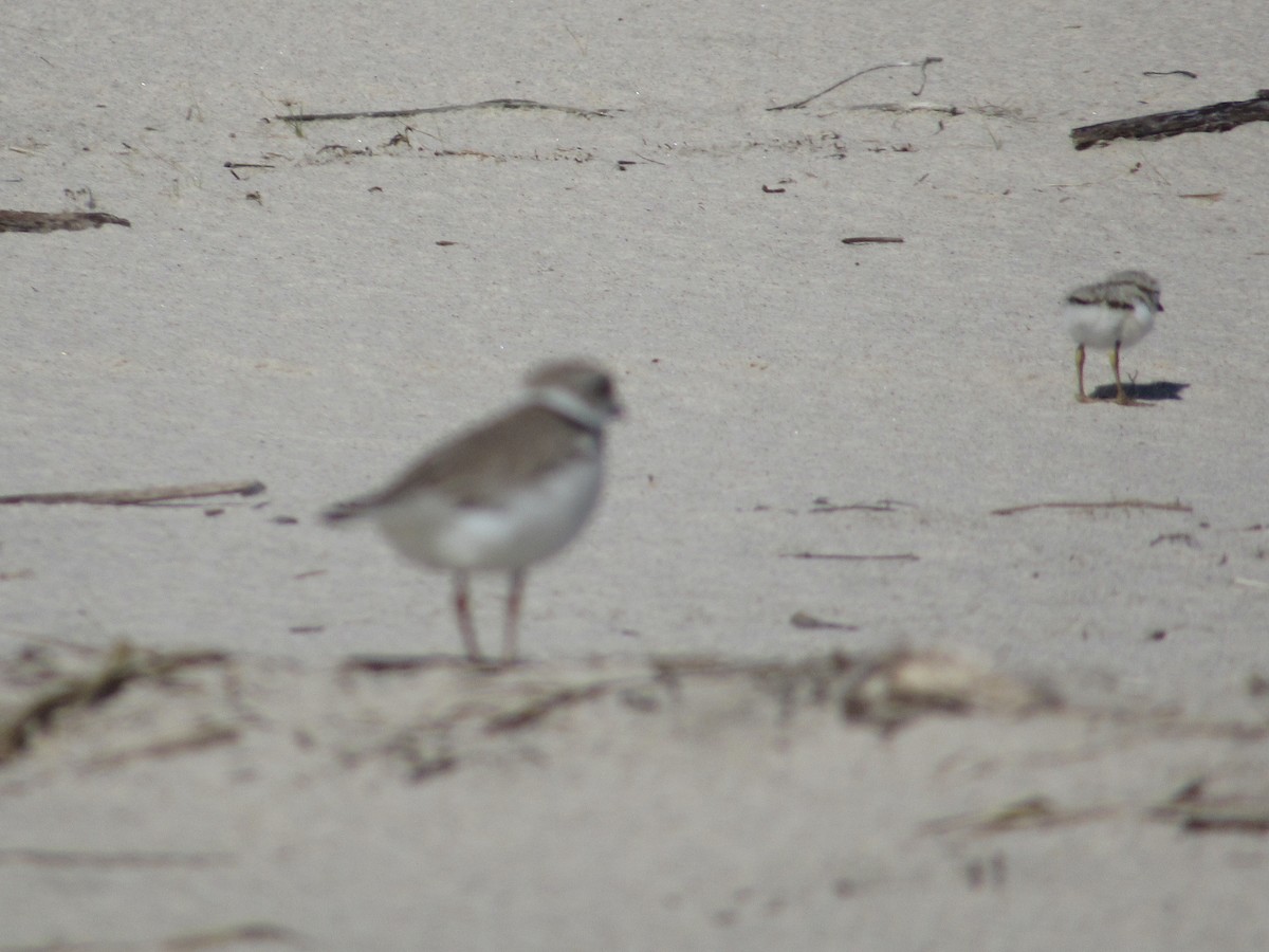 Piping Plover - ML620782127