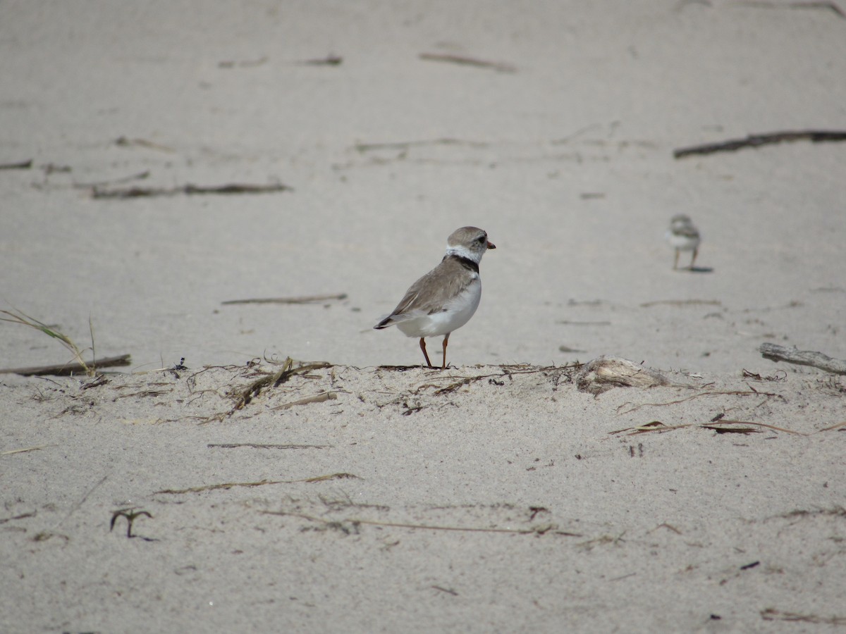 Piping Plover - ML620782132