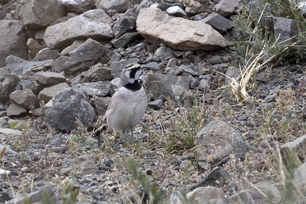 Horned Lark (Brandt's) - ML620782143