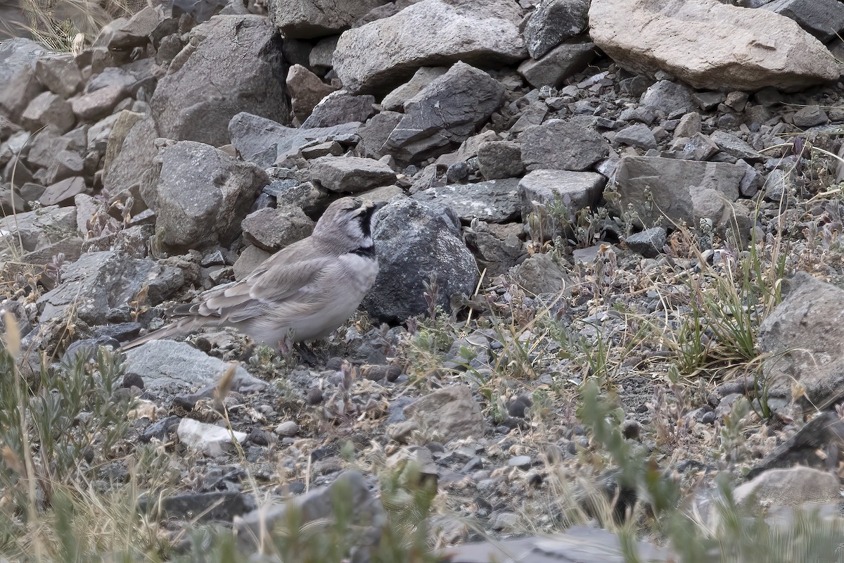 Horned Lark (Brandt's) - ML620782156