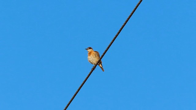 Buff-breasted Wheatear - ML620782161