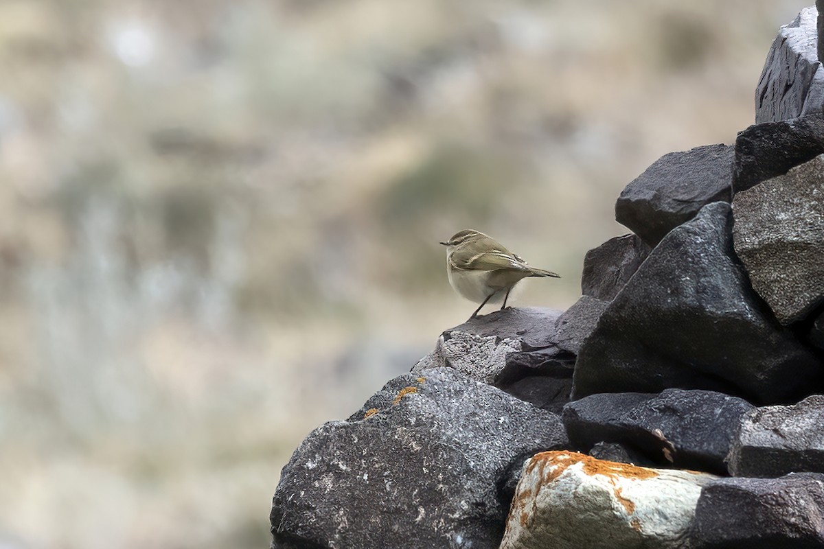 Hume's Warbler - ML620782164