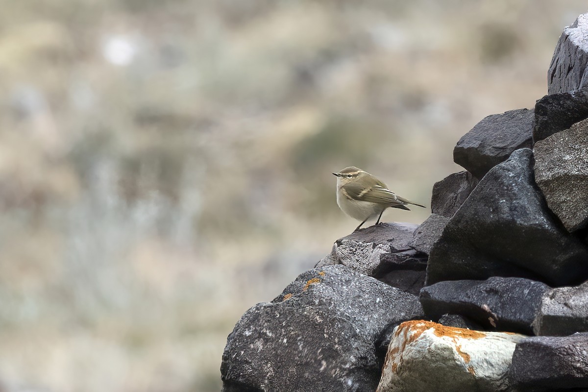 Hume's Warbler - ML620782165