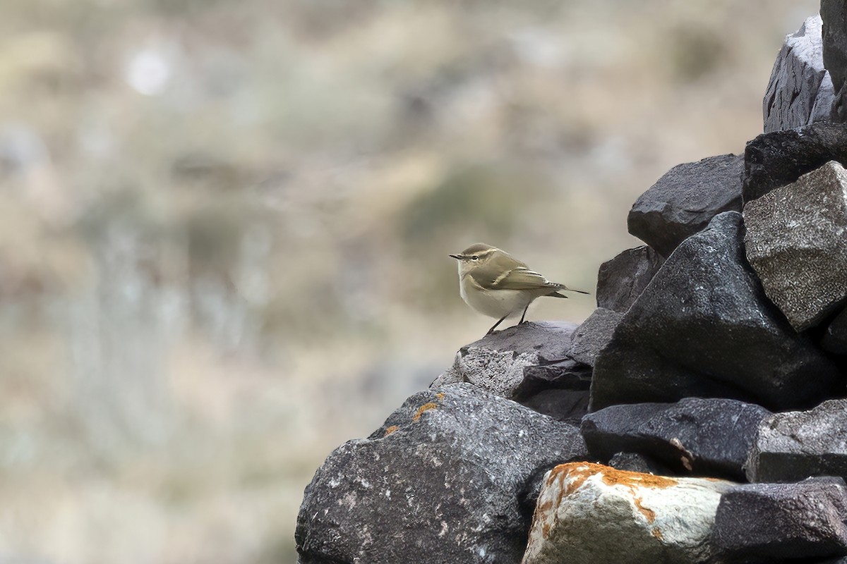 Hume's Warbler - ML620782166