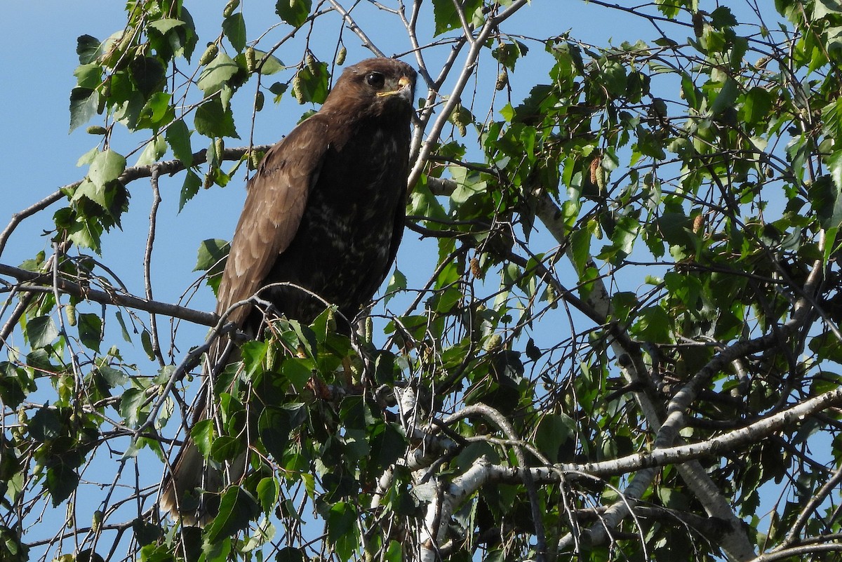 Common Buzzard - ML620782178