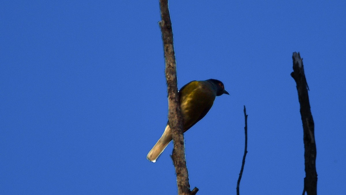 Australasian Figbird - ML620782179