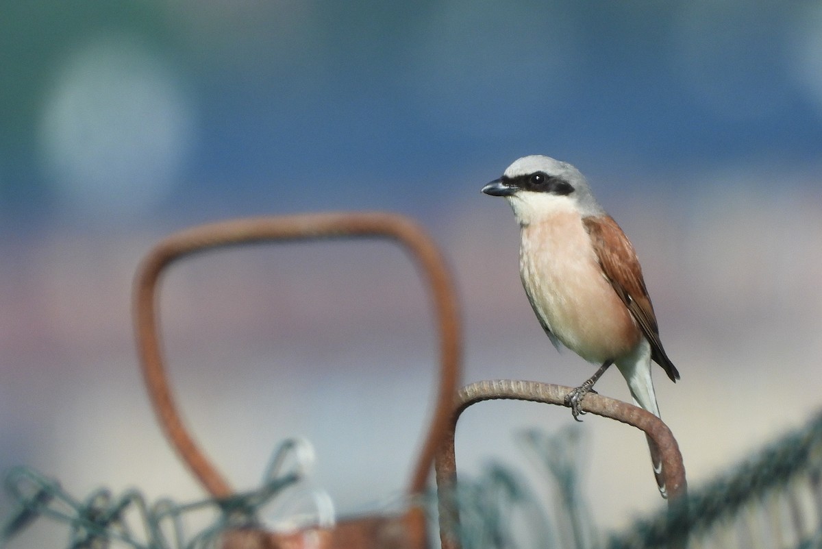 Red-backed Shrike - ML620782180