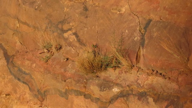 アラビアカナリア - ML620782191