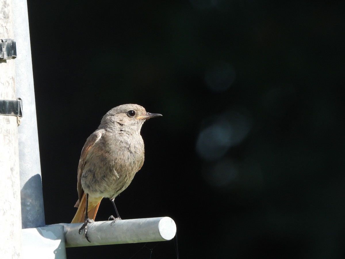 Black Redstart - ML620782194