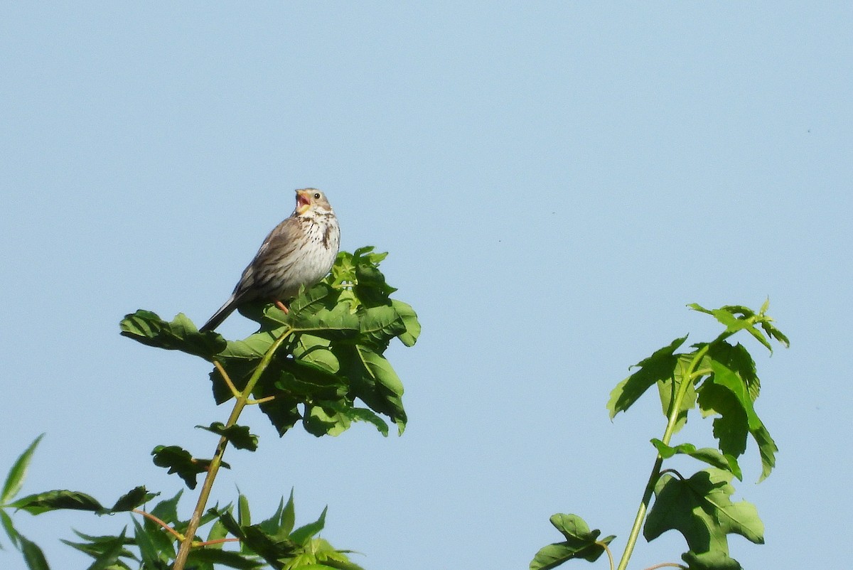 Corn Bunting - Jiří Bartoš