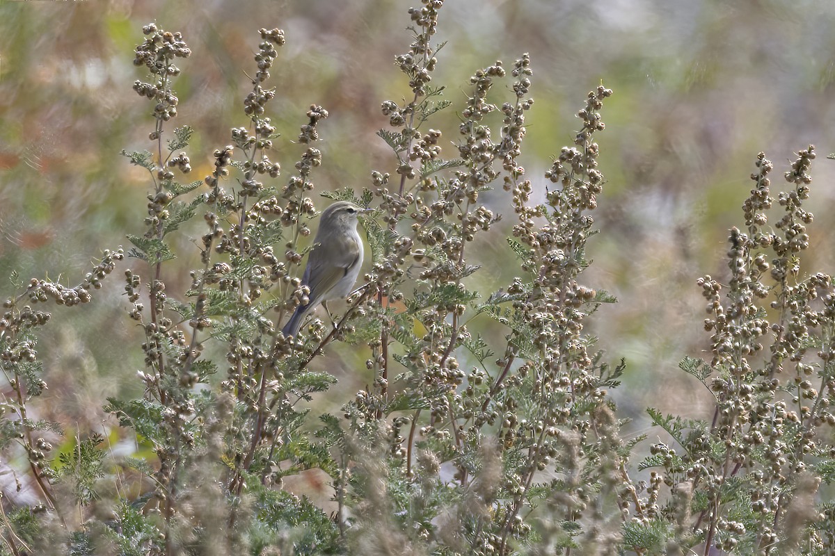 Two-barred Warbler - ML620782196
