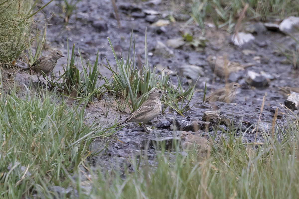 Water Pipit (Blakiston's) - ML620782208