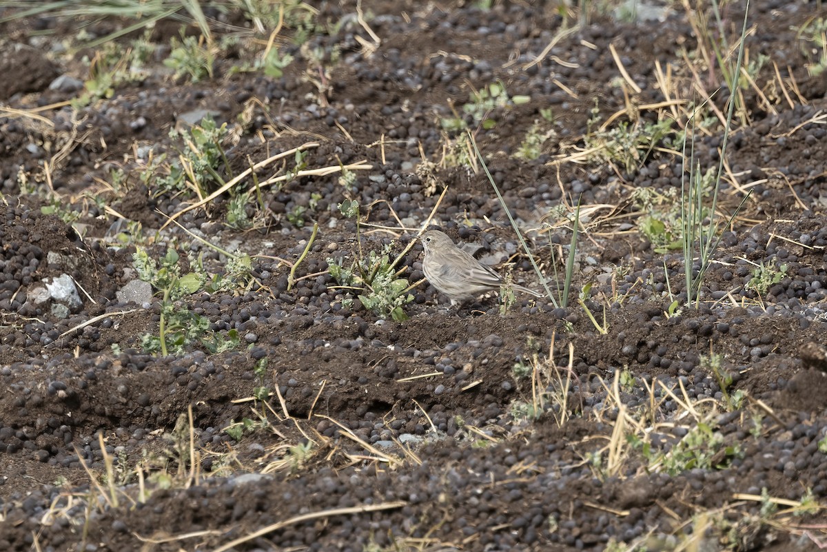 linduška horská (ssp. blakistoni) - ML620782214