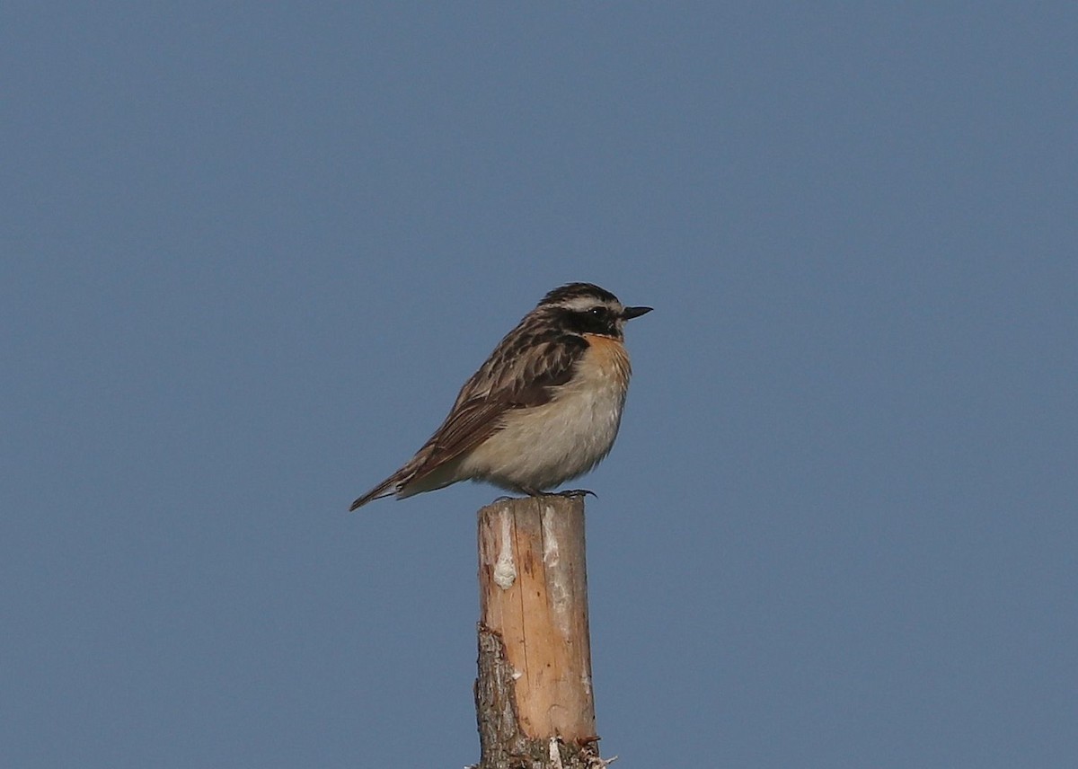 Whinchat - ML620782221