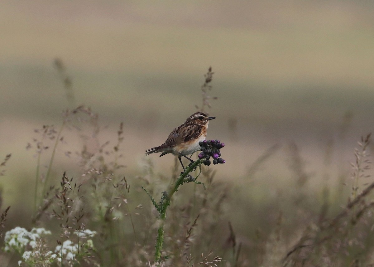 Whinchat - ML620782230