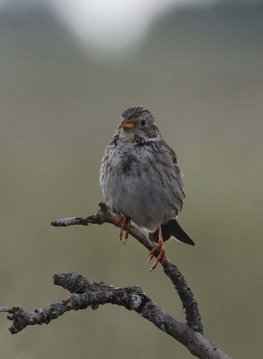 Corn Bunting - Kirill Shtengel