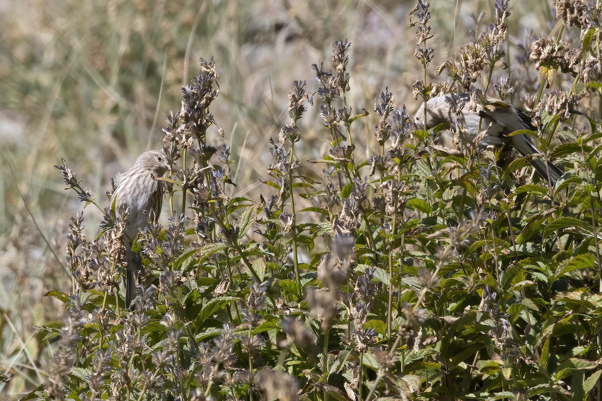 Pardillo Piquigualdo - ML620782242