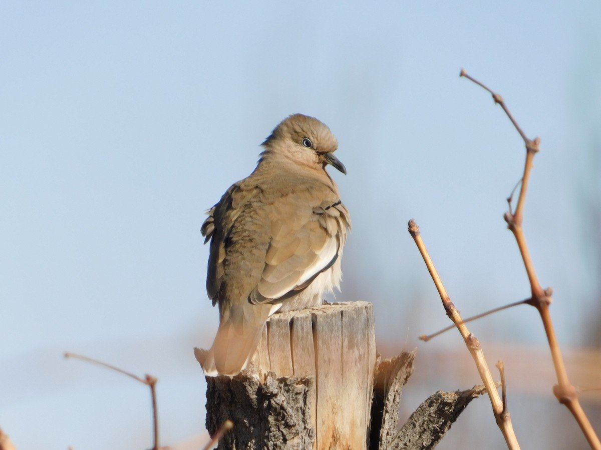 Picui Ground Dove - Sergio Eduardo Villagra