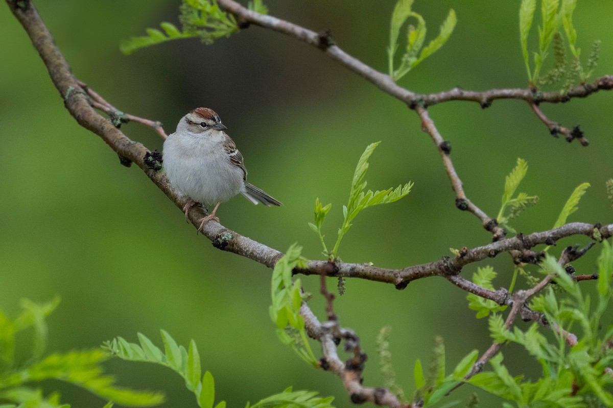 Chipping Sparrow - ML620782259