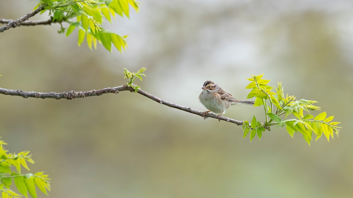 Clay-colored Sparrow - ML620782260