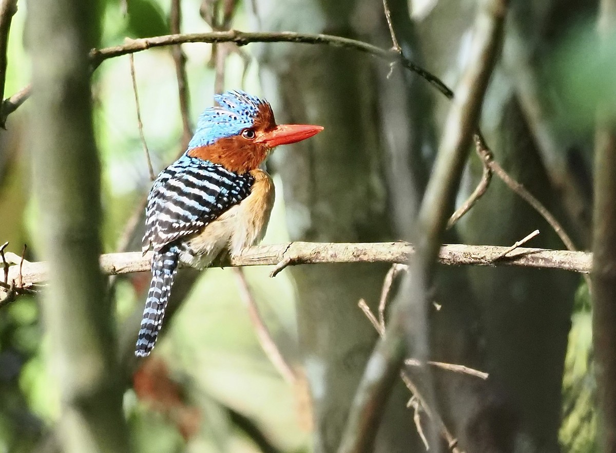 Banded Kingfisher - 芳色 林