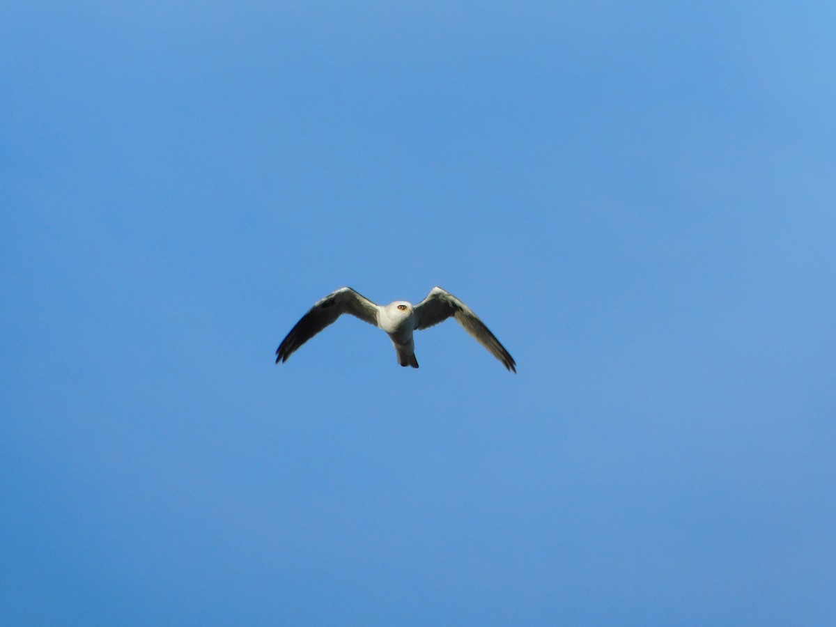 White-tailed Kite - ML620782272